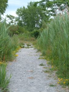 Tifft Nature Preserve path