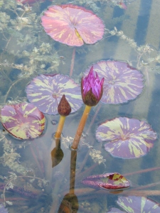 lily pond at the George Eastman House