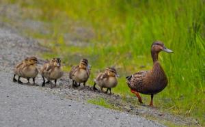 Ducks in a Row Juneau Empire