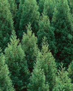 Japanese Cedar Forest